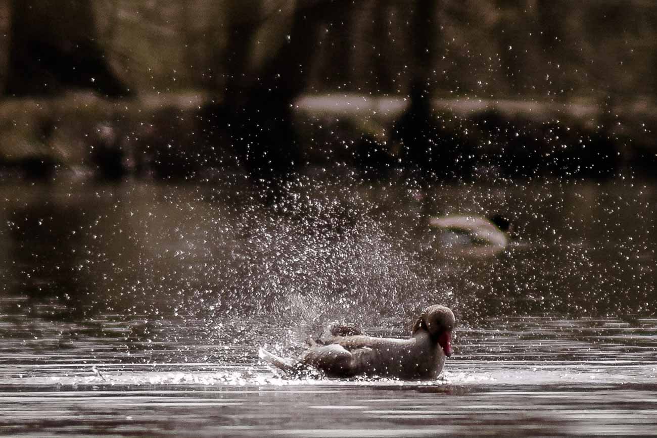 2016-04-02 - Burg Vischering -