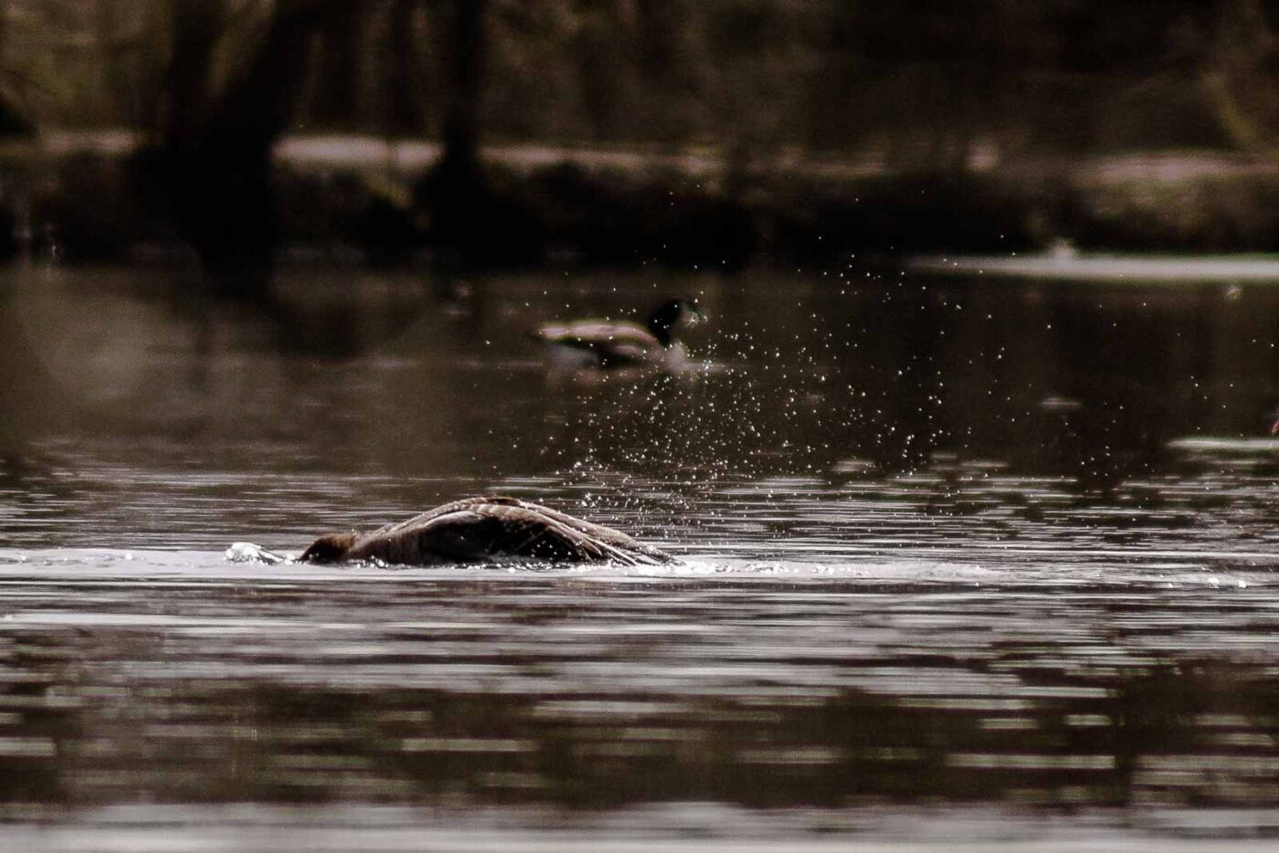 2016-04-02 - Burg Vischering -