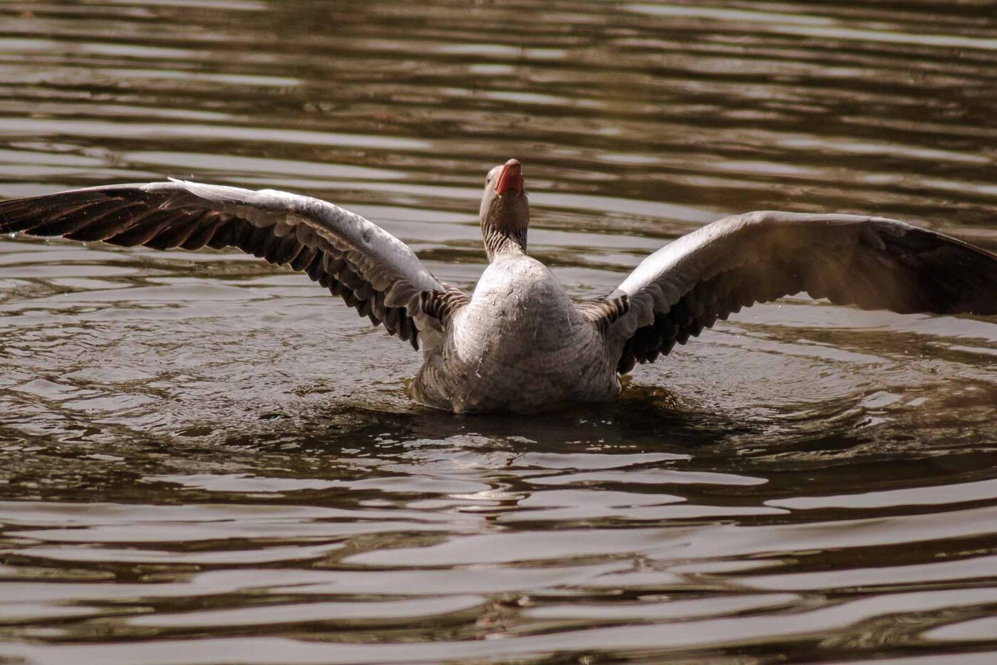 2016-04-02 - Burg Vischering -