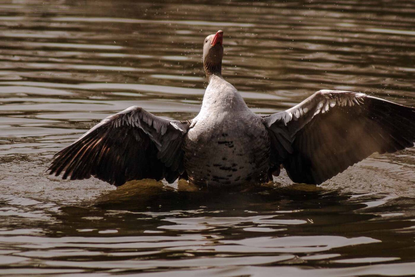 2016-04-02 - Burg Vischering -