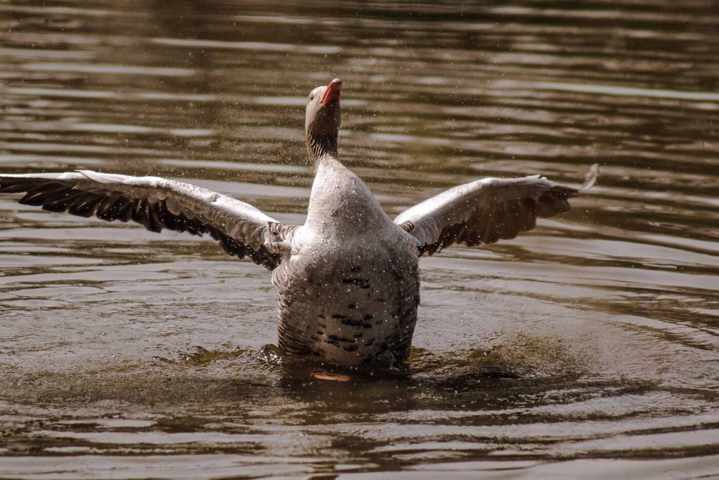 2016-04-02 - Burg Vischering -