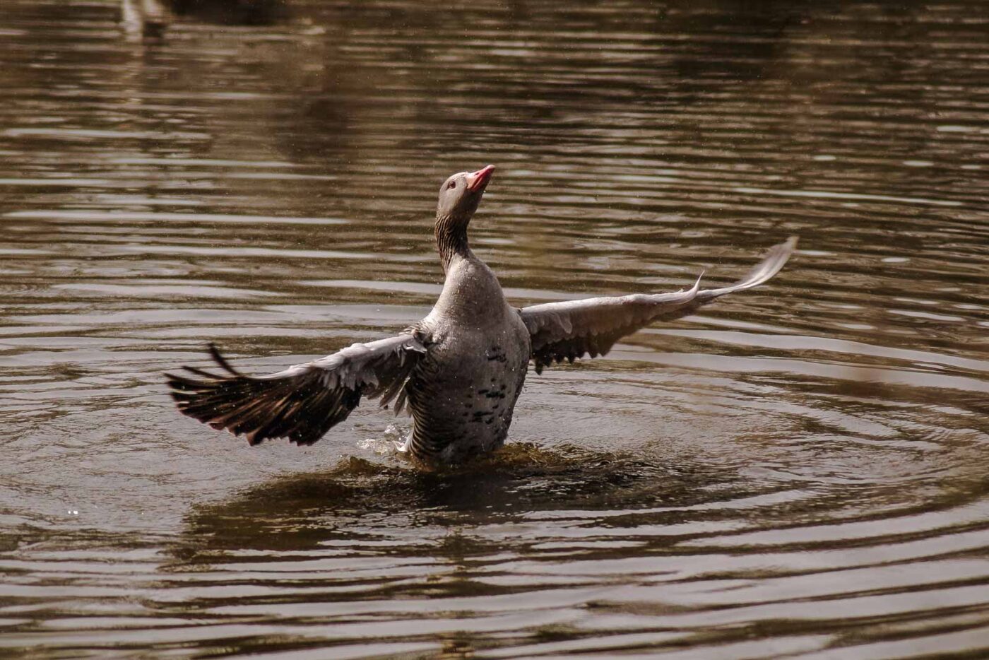 2016-04-02 - Burg Vischering -