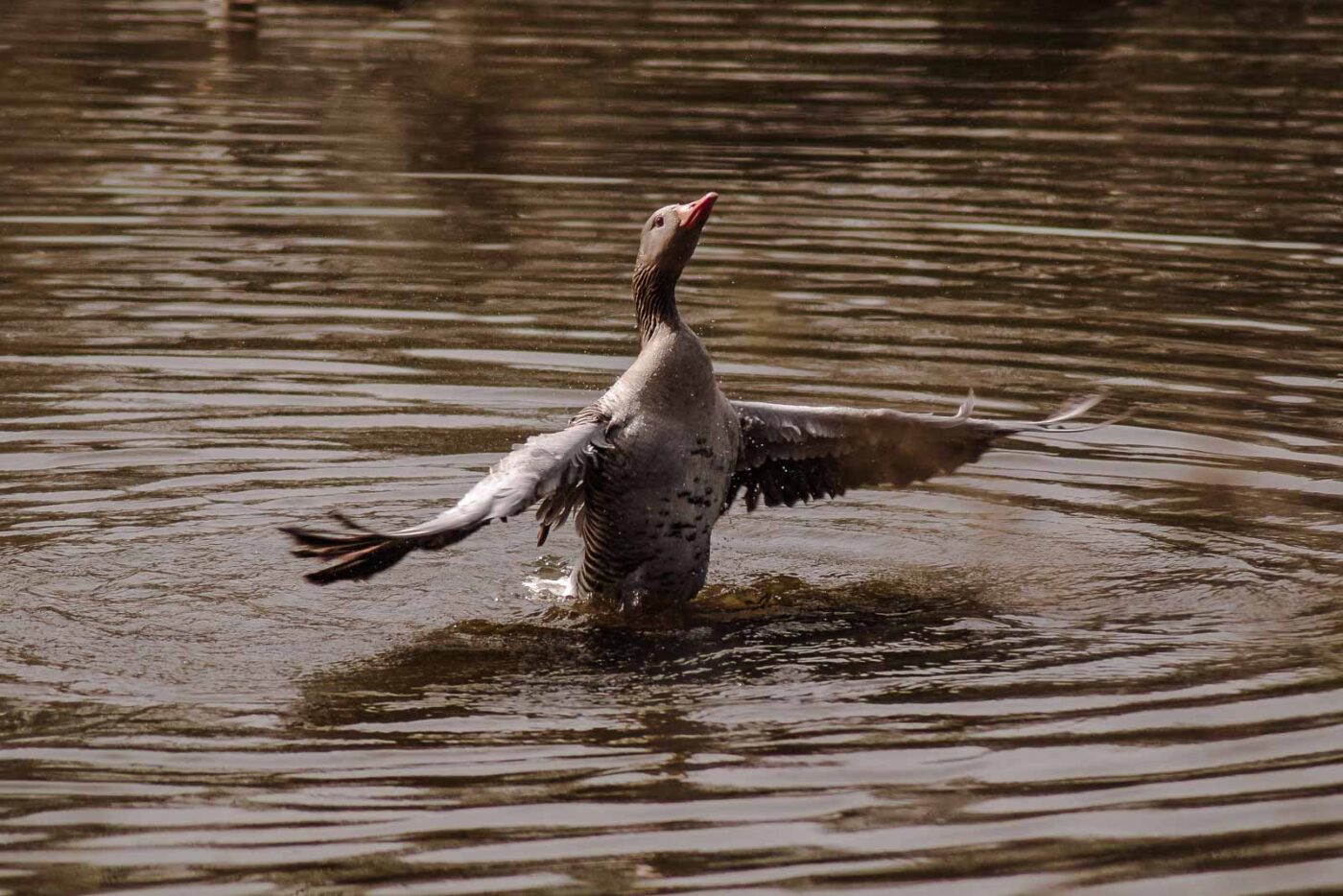 2016-04-02 - Burg Vischering -