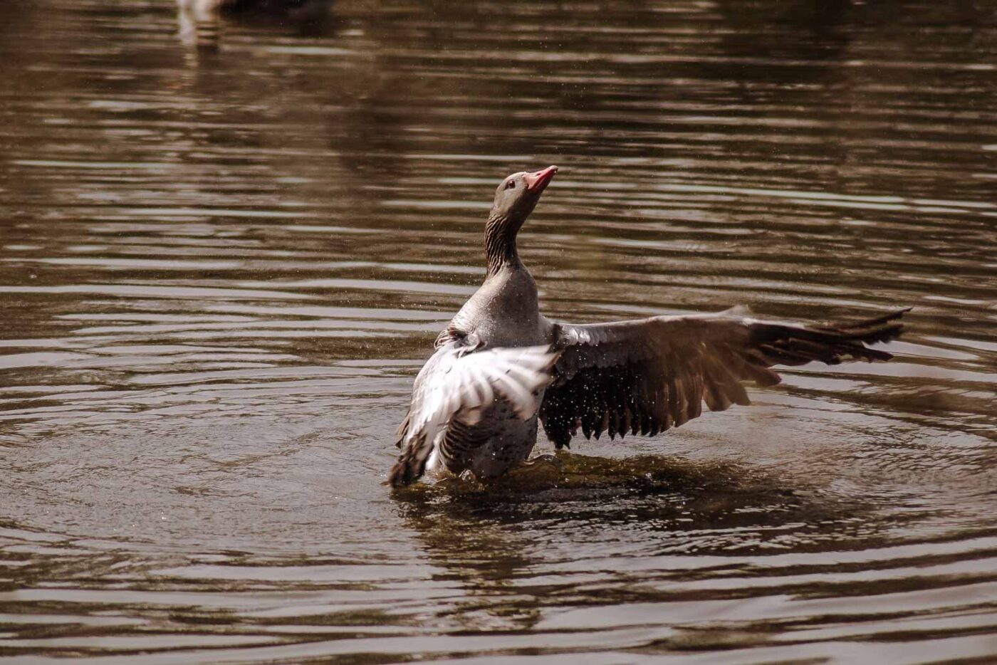 2016-04-02 - Burg Vischering -