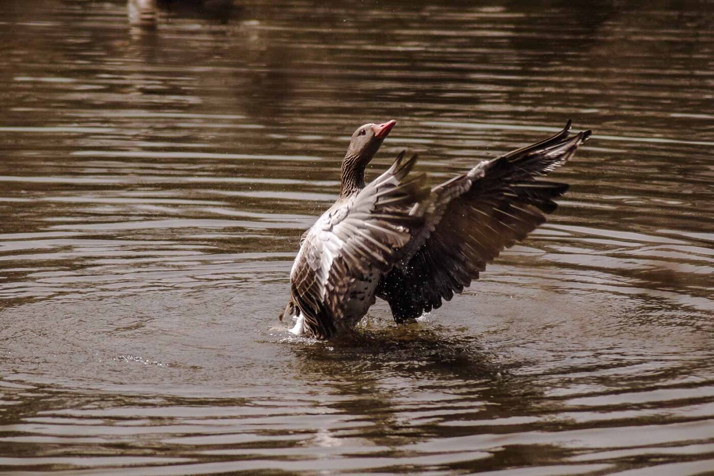 2016-04-02 - Burg Vischering -