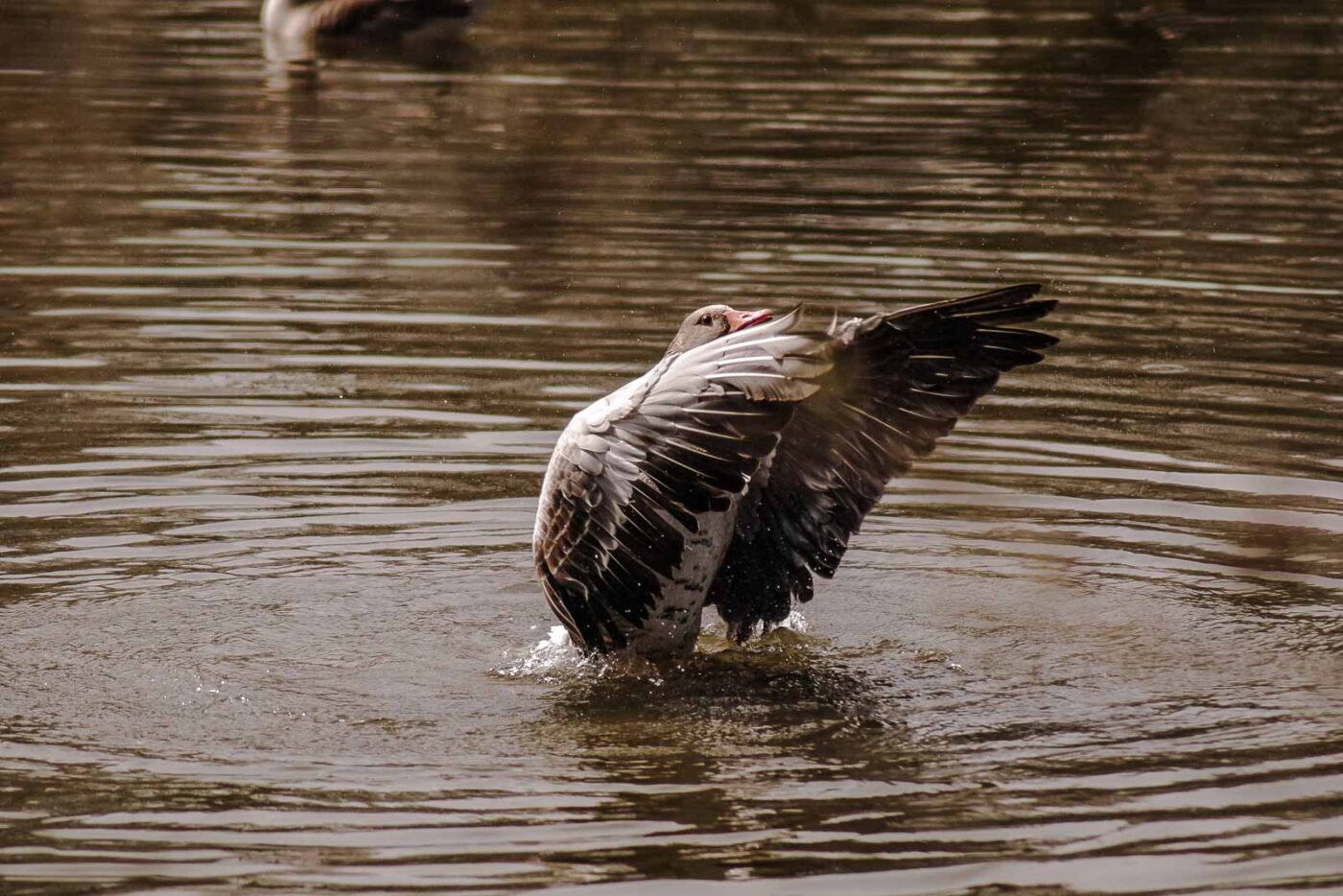 2016-04-02 - Burg Vischering -