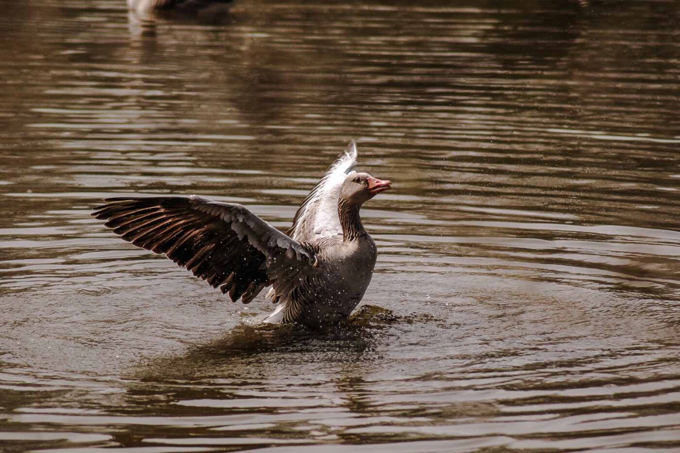 2016-04-02 - Burg Vischering -