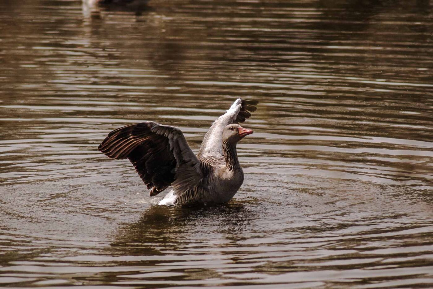 2016-04-02 - Burg Vischering -