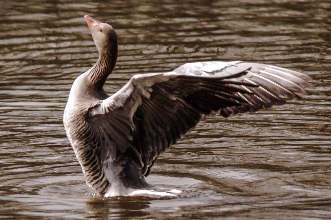 2016-04-02 - Burg Vischering -