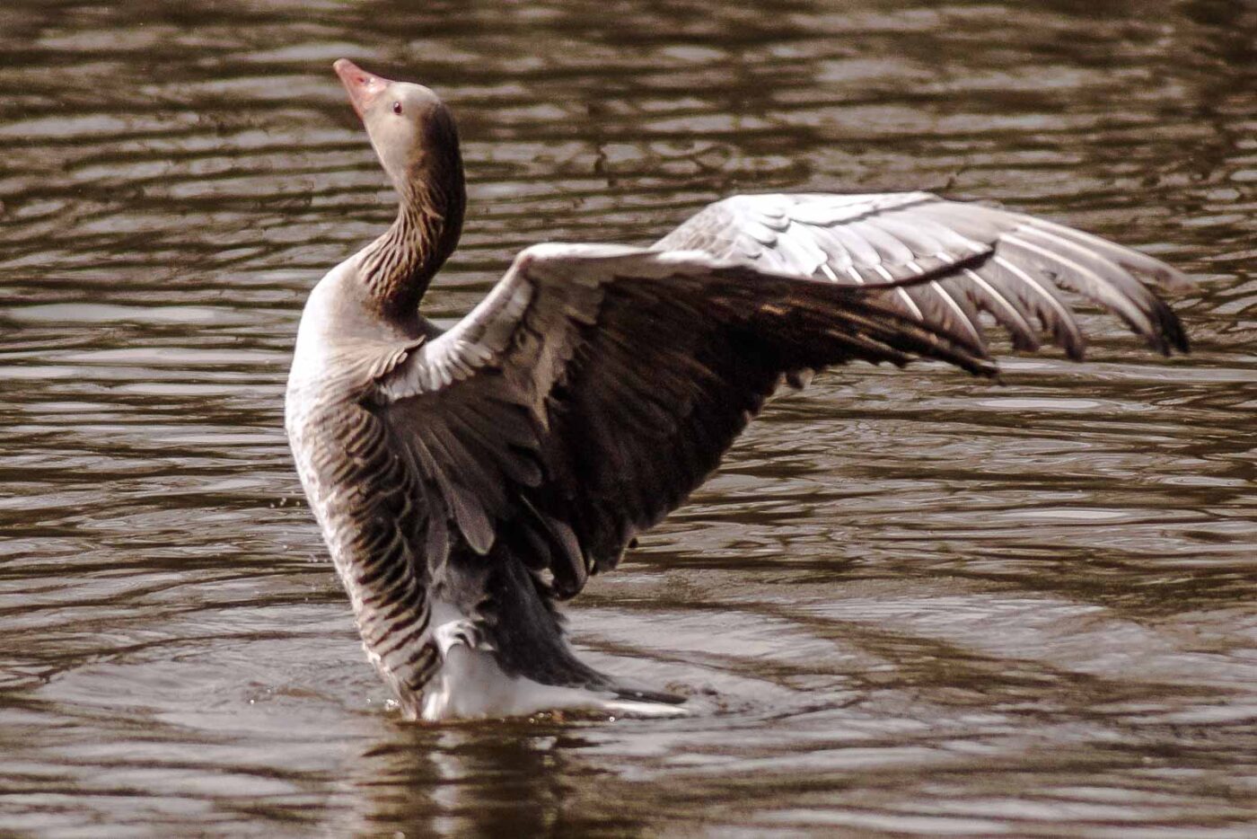 2016-04-02 - Burg Vischering -