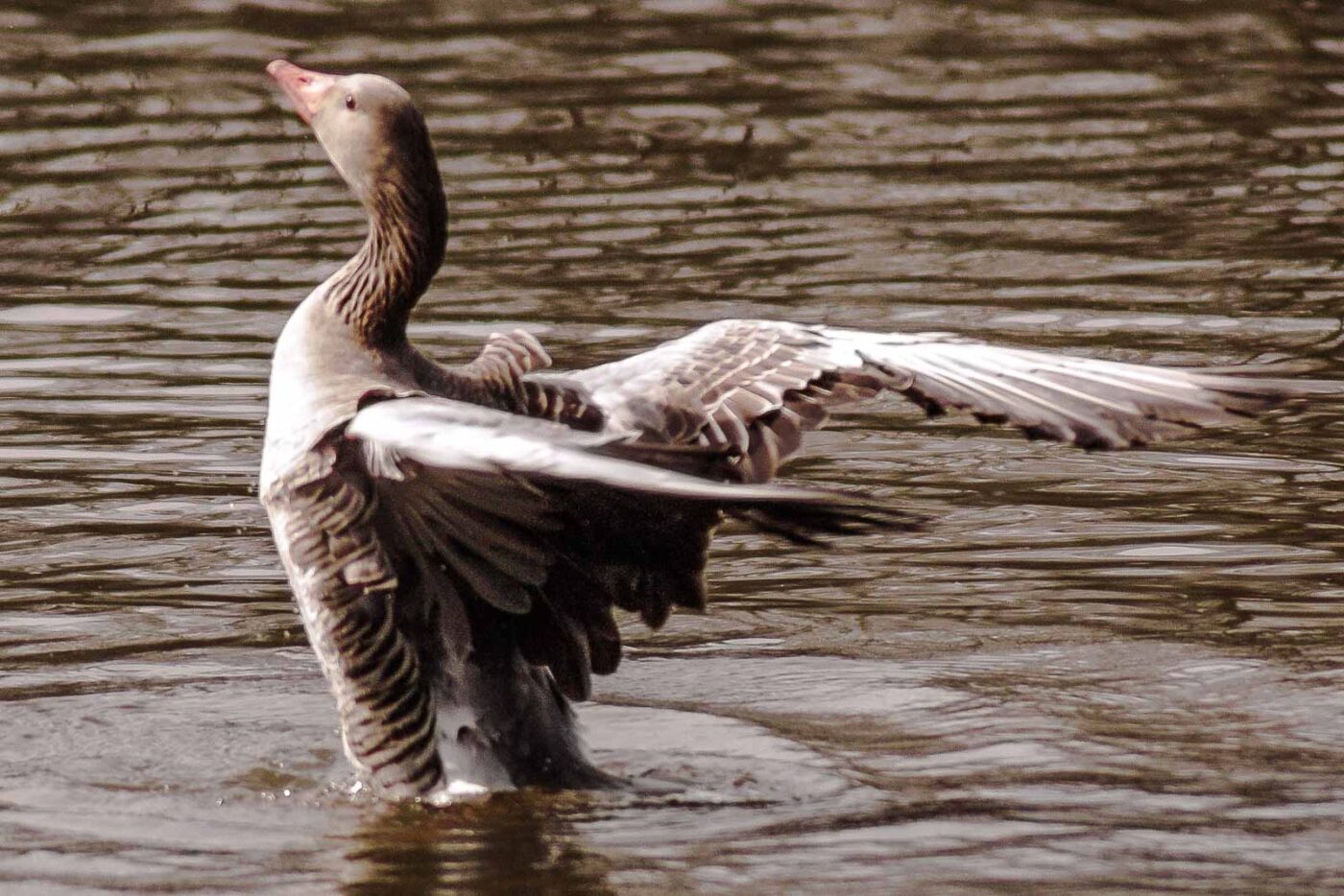 2016-04-02 - Burg Vischering -