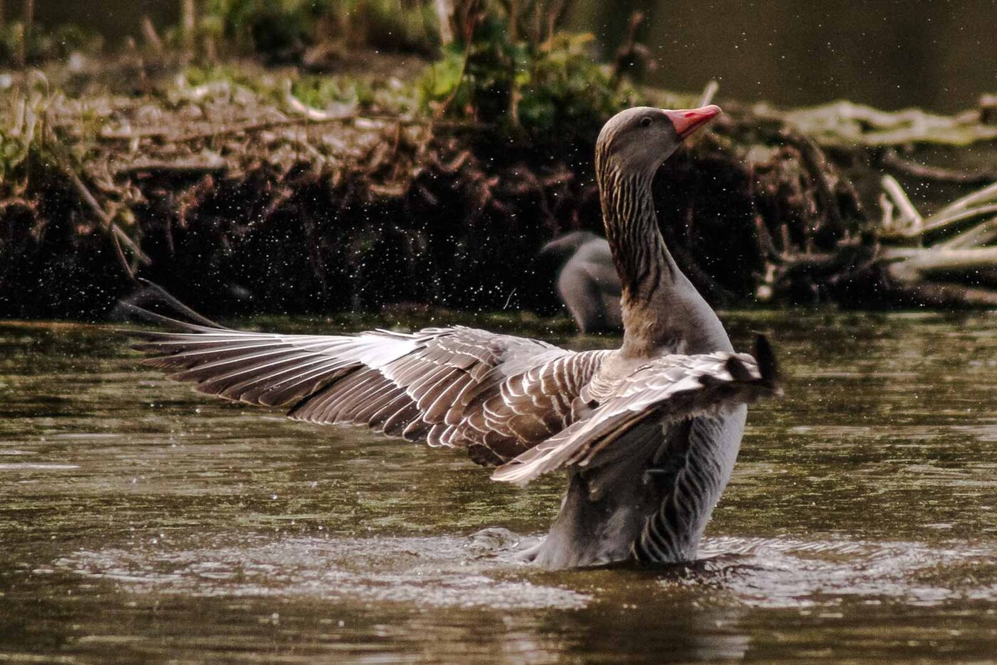 2016-04-02 - Burg Vischering -