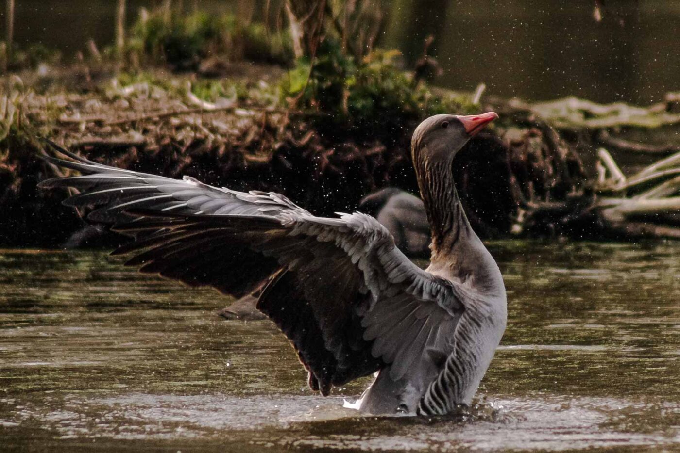 2016-04-02 - Burg Vischering -