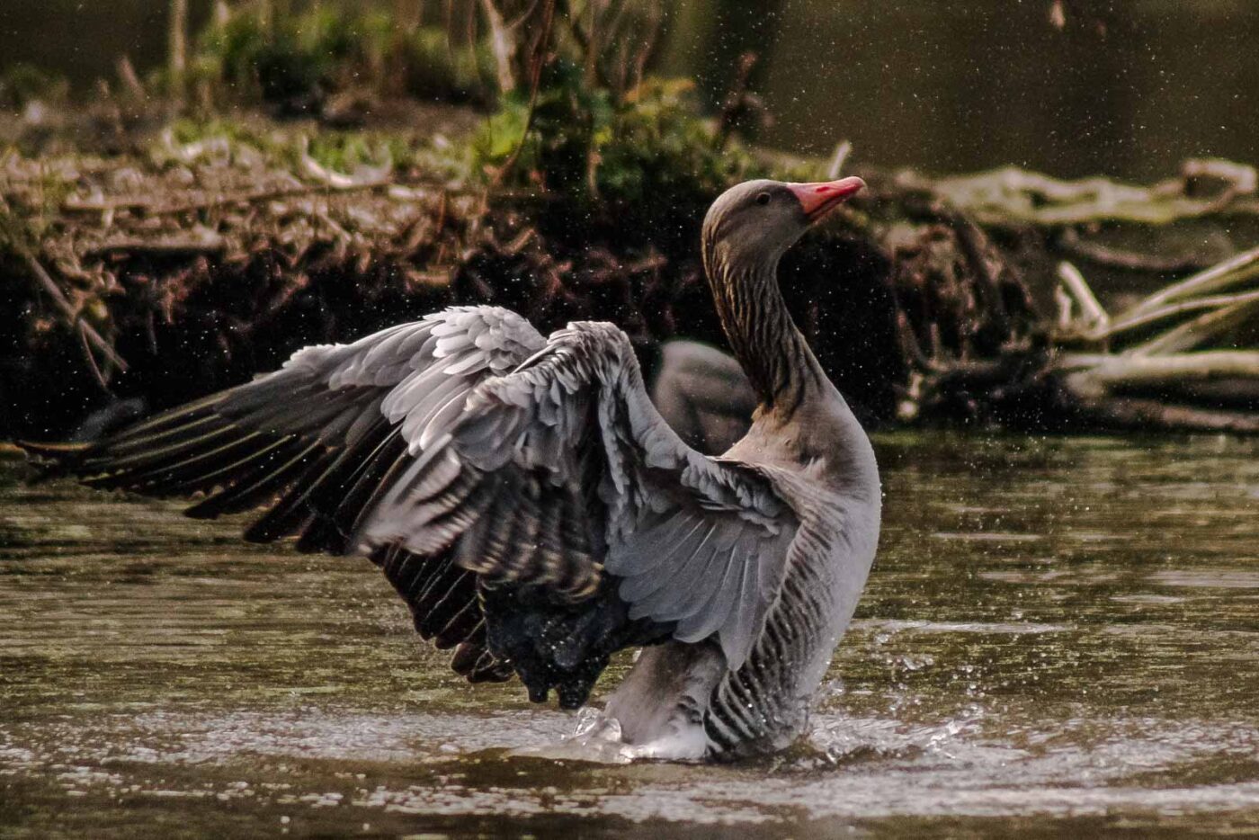 2016-04-02 - Burg Vischering -