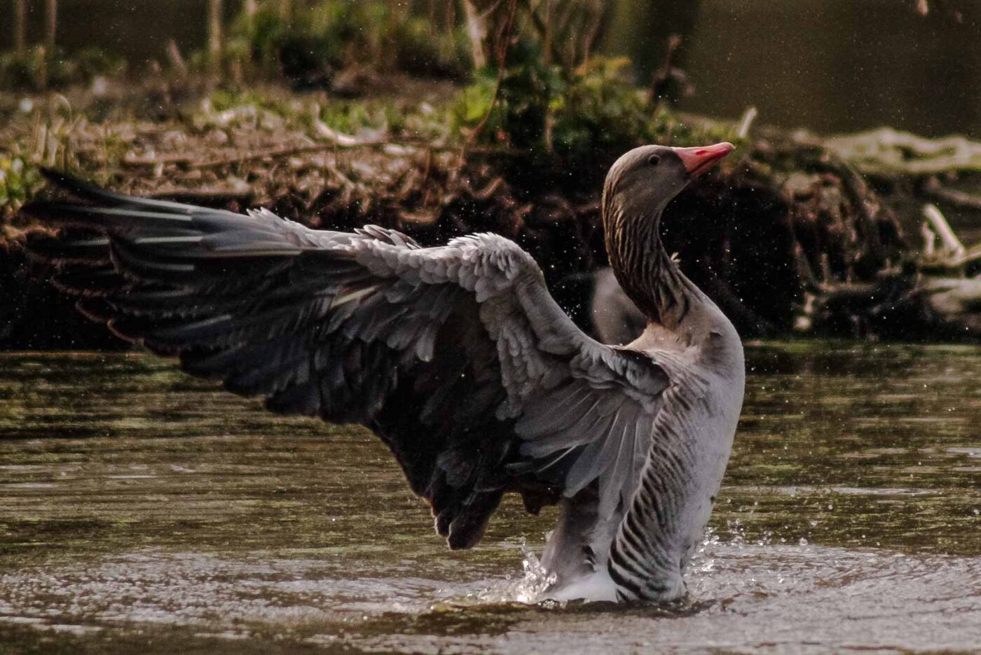 2016-04-02 - Burg Vischering -