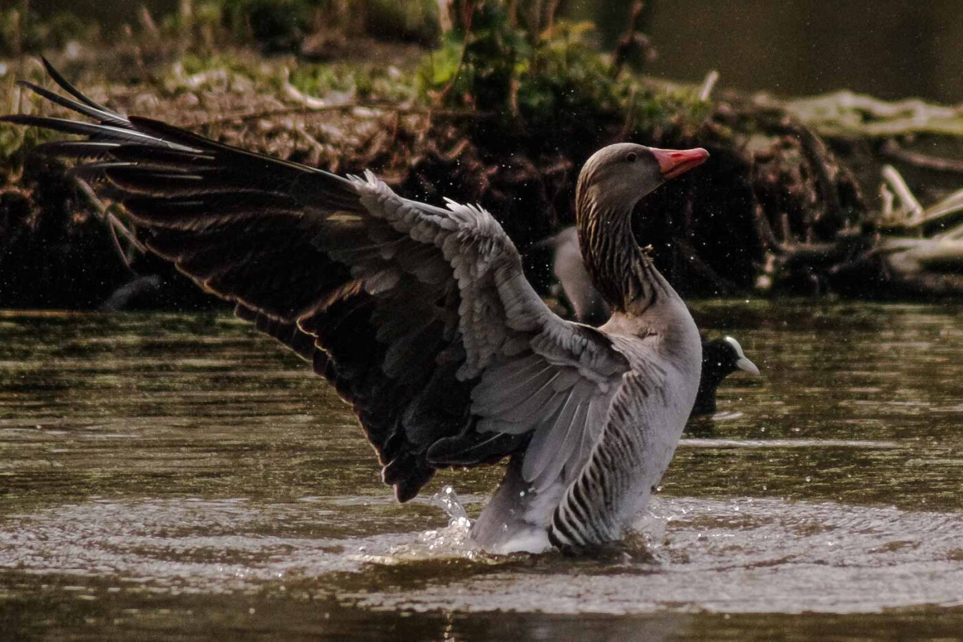 2016-04-02 - Burg Vischering -