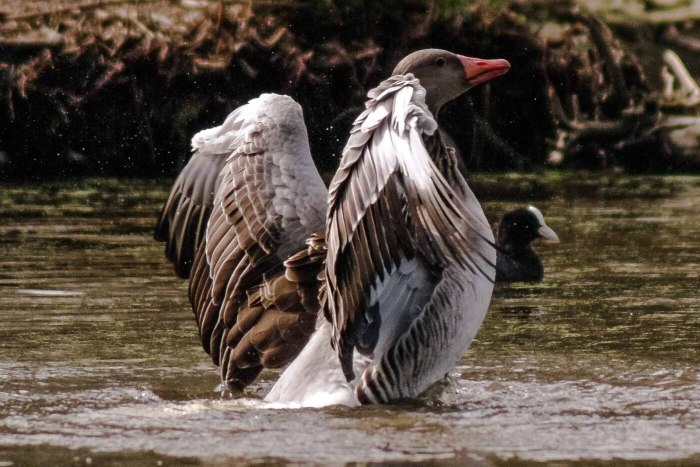 2016-04-02 - Burg Vischering -