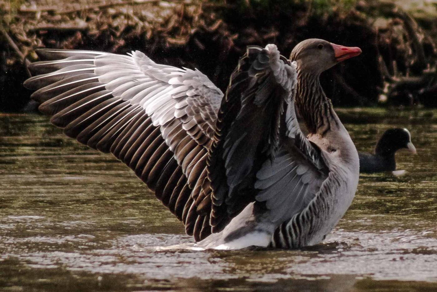 2016-04-02 - Burg Vischering -