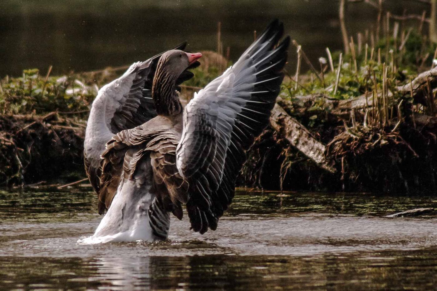 2016-04-02 - Burg Vischering -