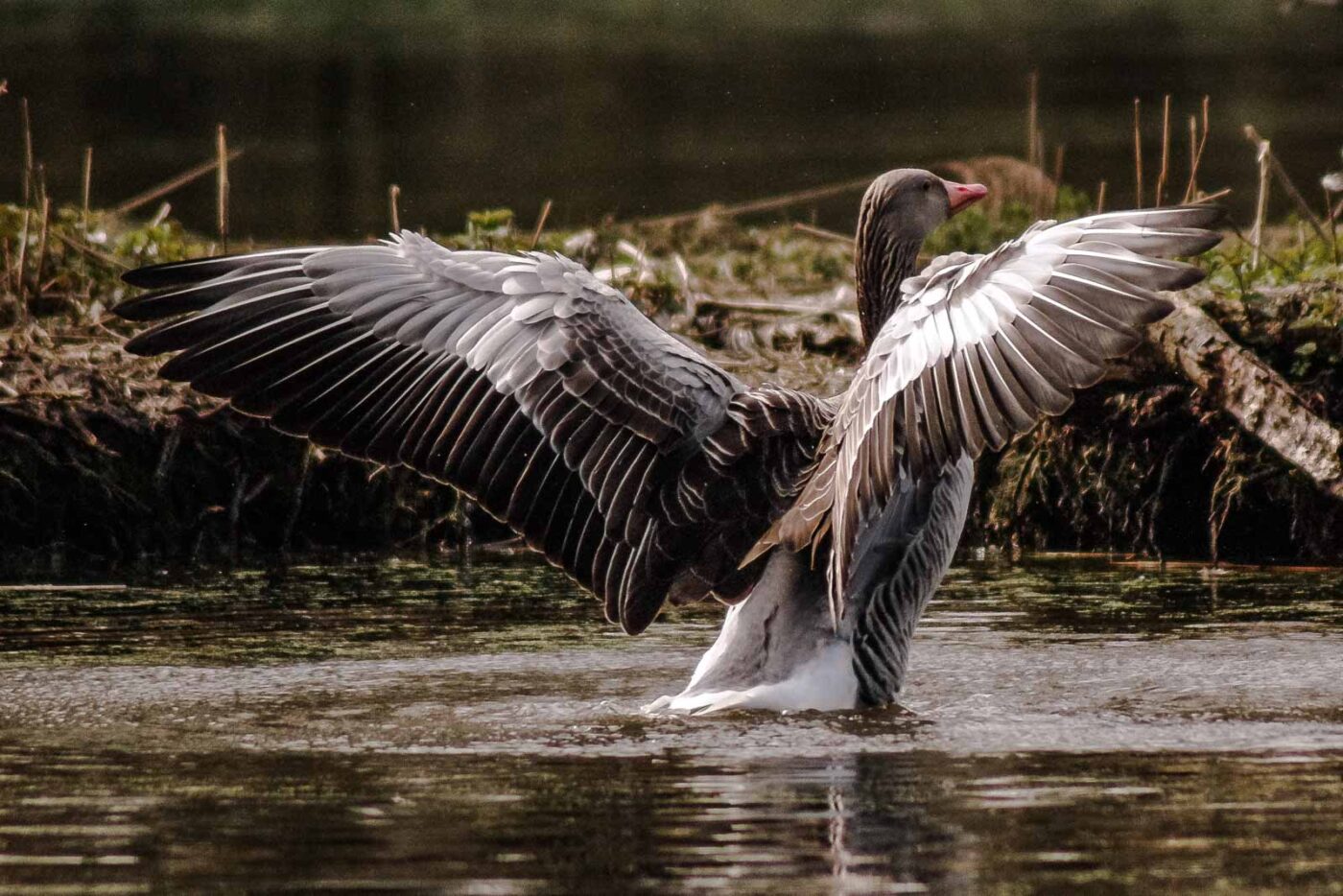 2016-04-02 - Burg Vischering -