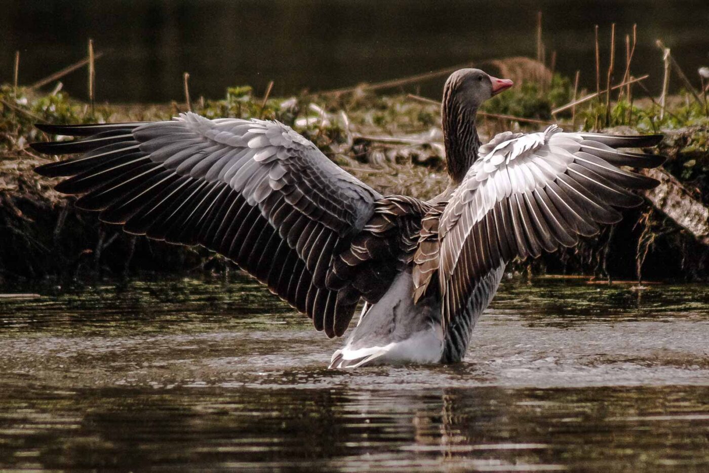 2016-04-02 - Burg Vischering -