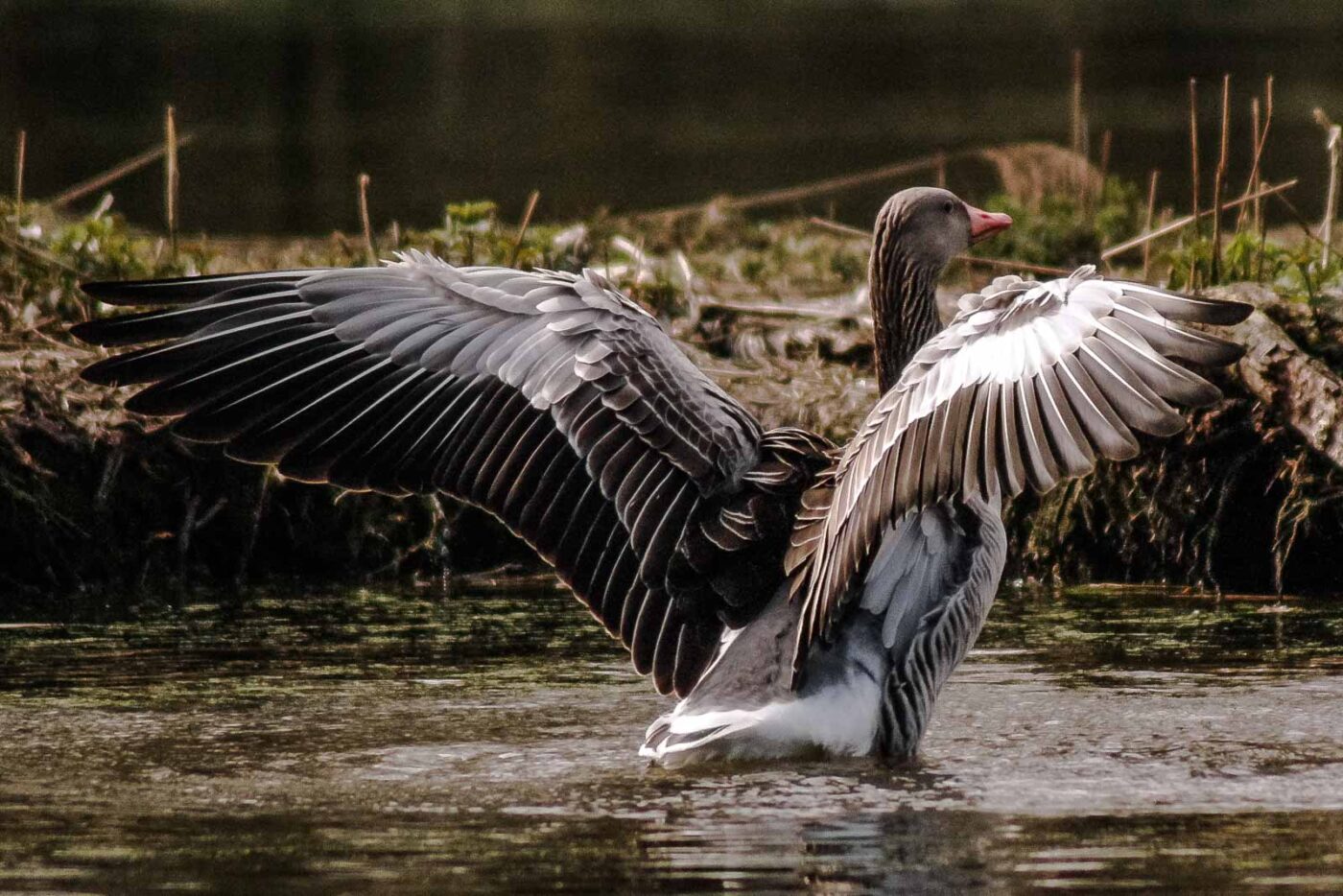 2016-04-02 - Burg Vischering -