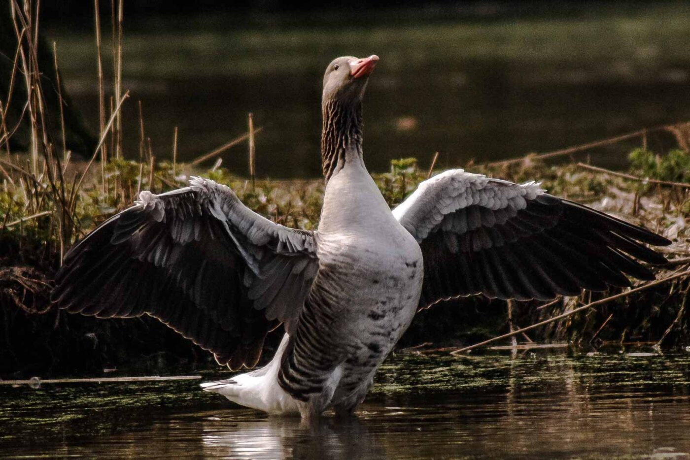 2016-04-02 - Burg Vischering -