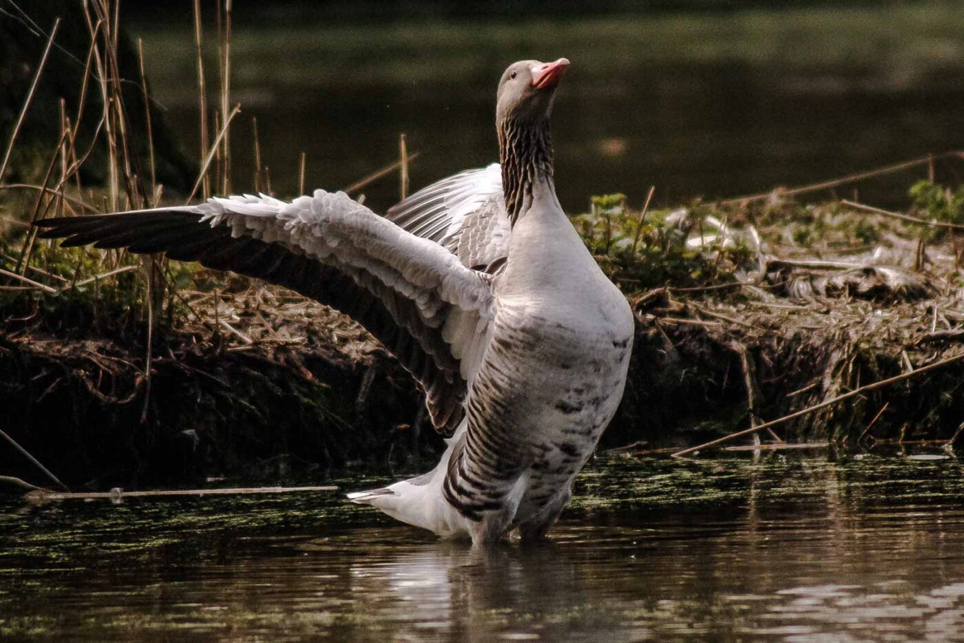 2016-04-02 - Burg Vischering -