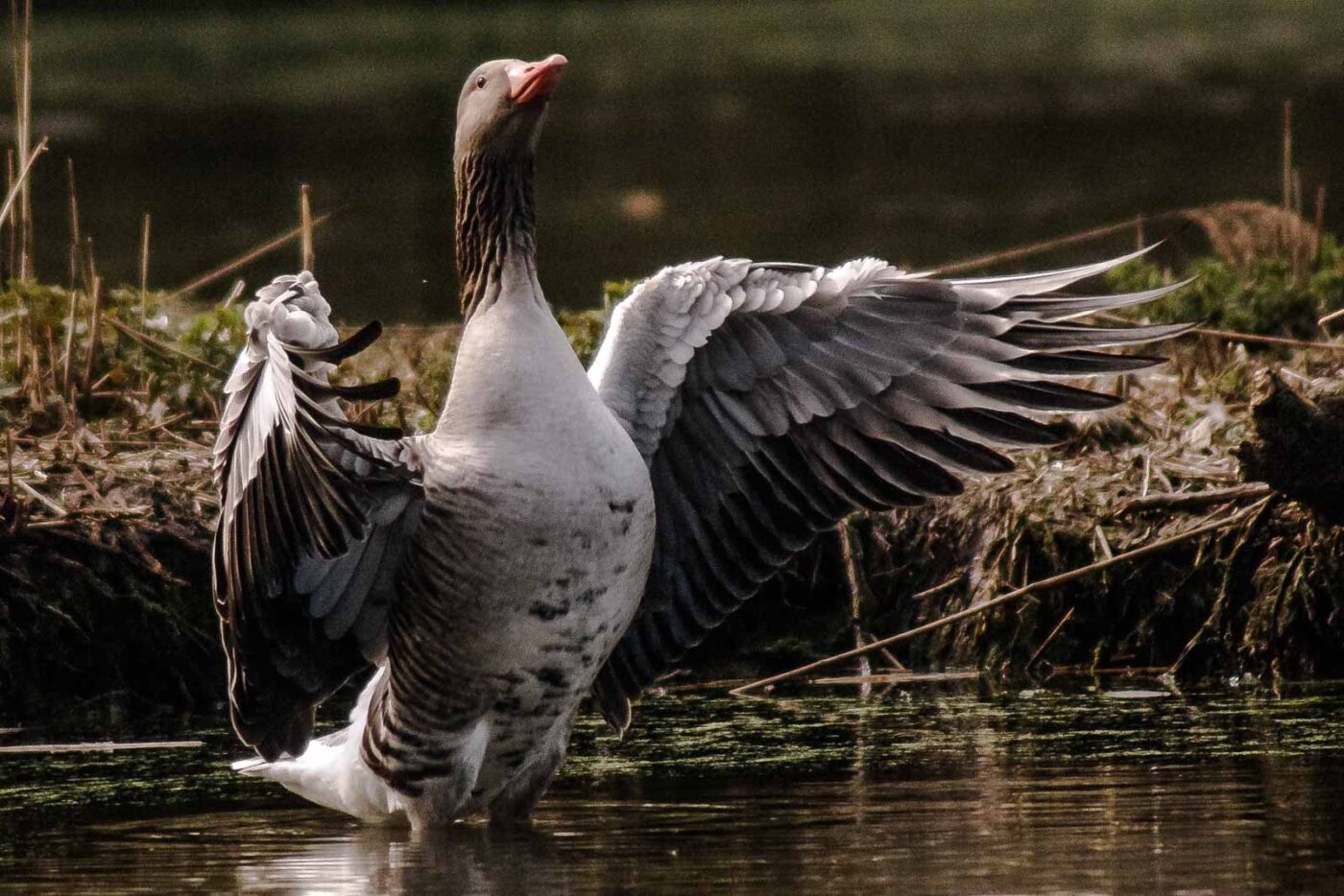 2016-04-02 - Burg Vischering -