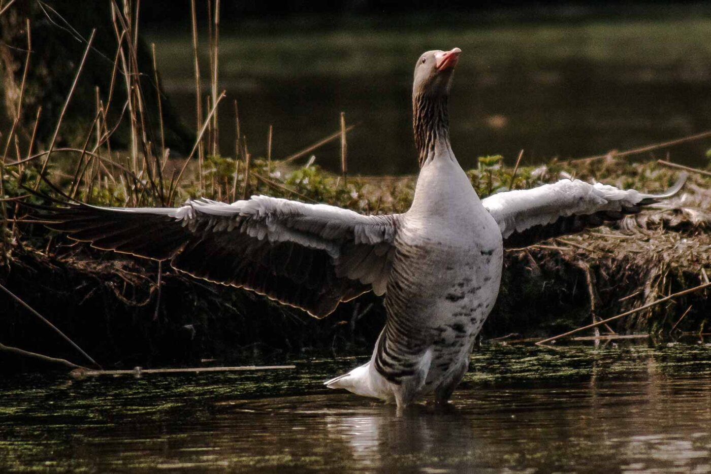 2016-04-02 - Burg Vischering -