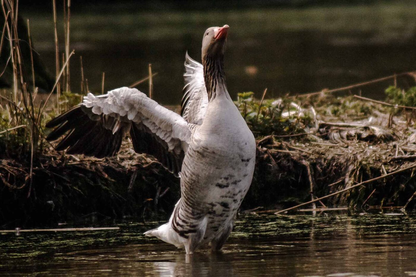 2016-04-02 - Burg Vischering -