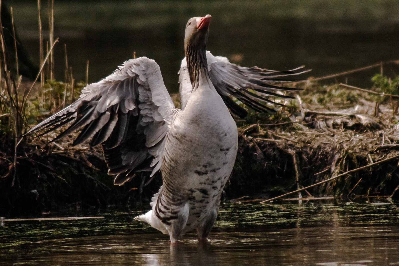 2016-04-02 - Burg Vischering -