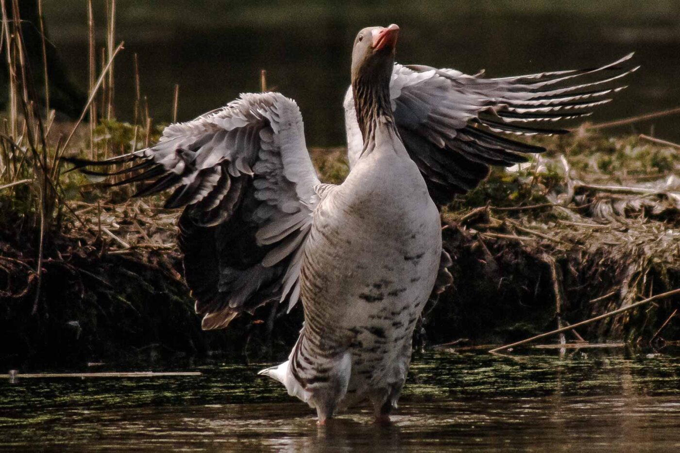 2016-04-02 - Burg Vischering -