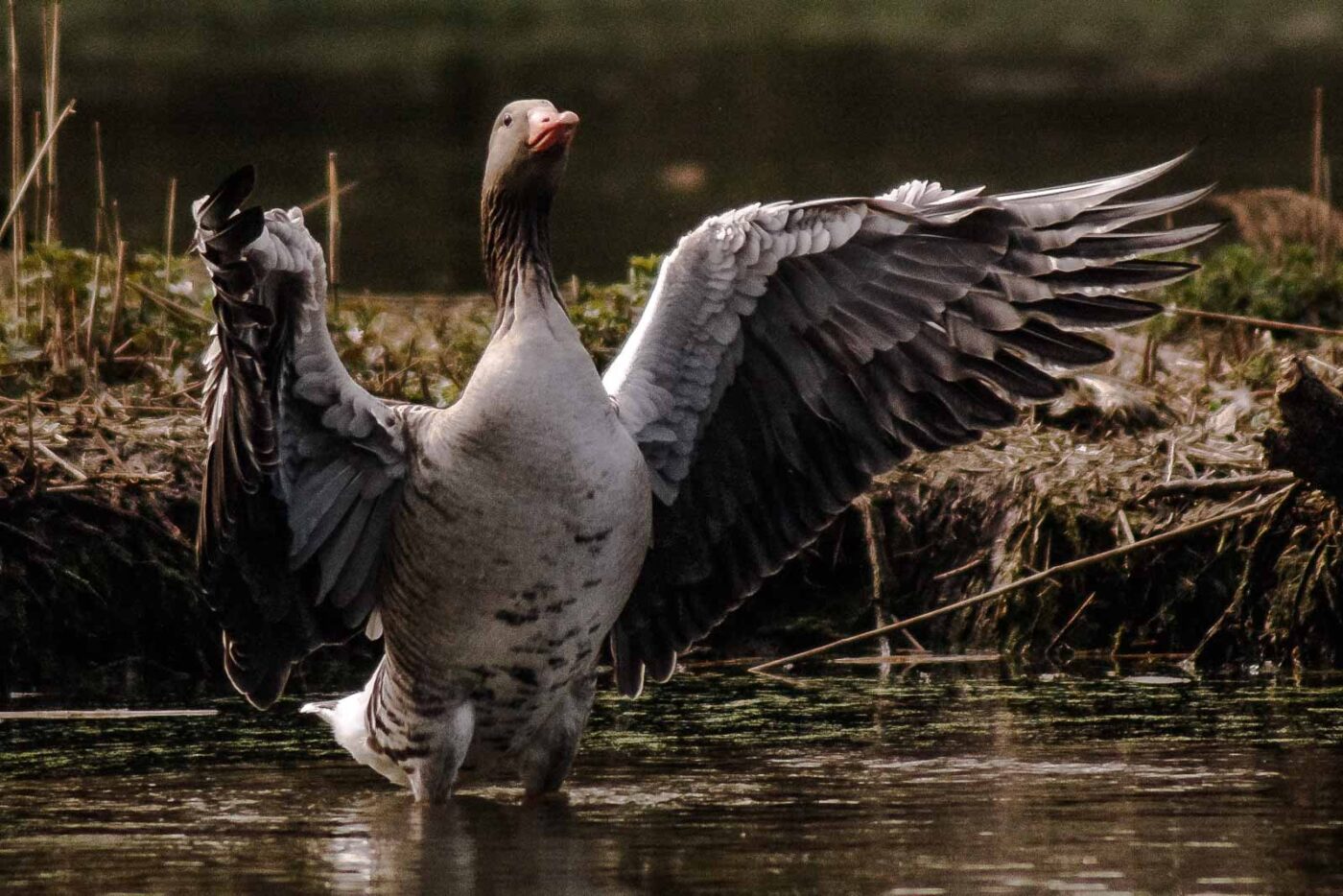 2016-04-02 - Burg Vischering -