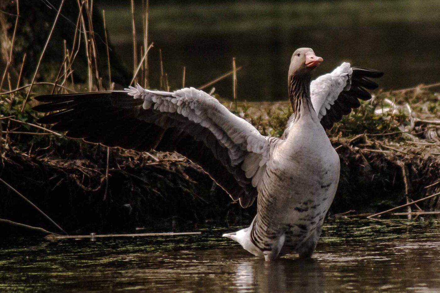 2016-04-02 - Burg Vischering -