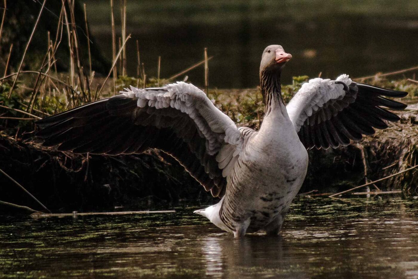 2016-04-02 - Burg Vischering -