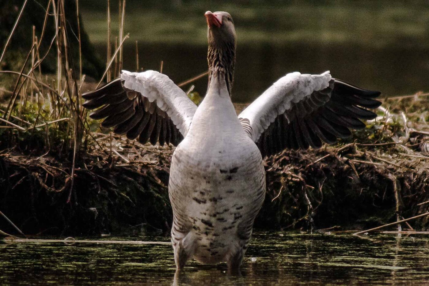 2016-04-02 - Burg Vischering -