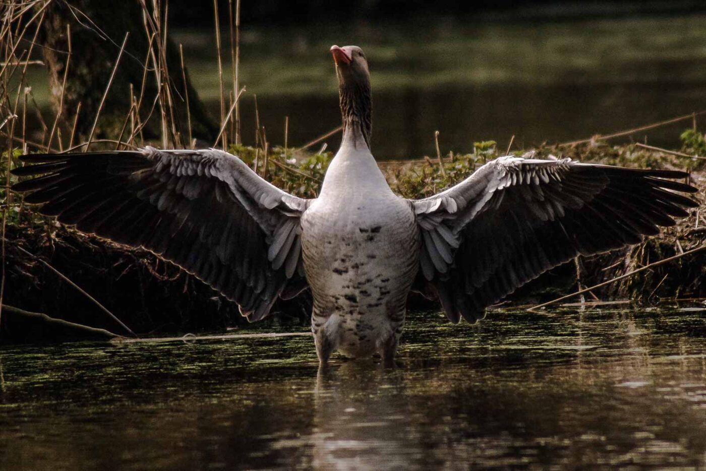 2016-04-02 - Burg Vischering -