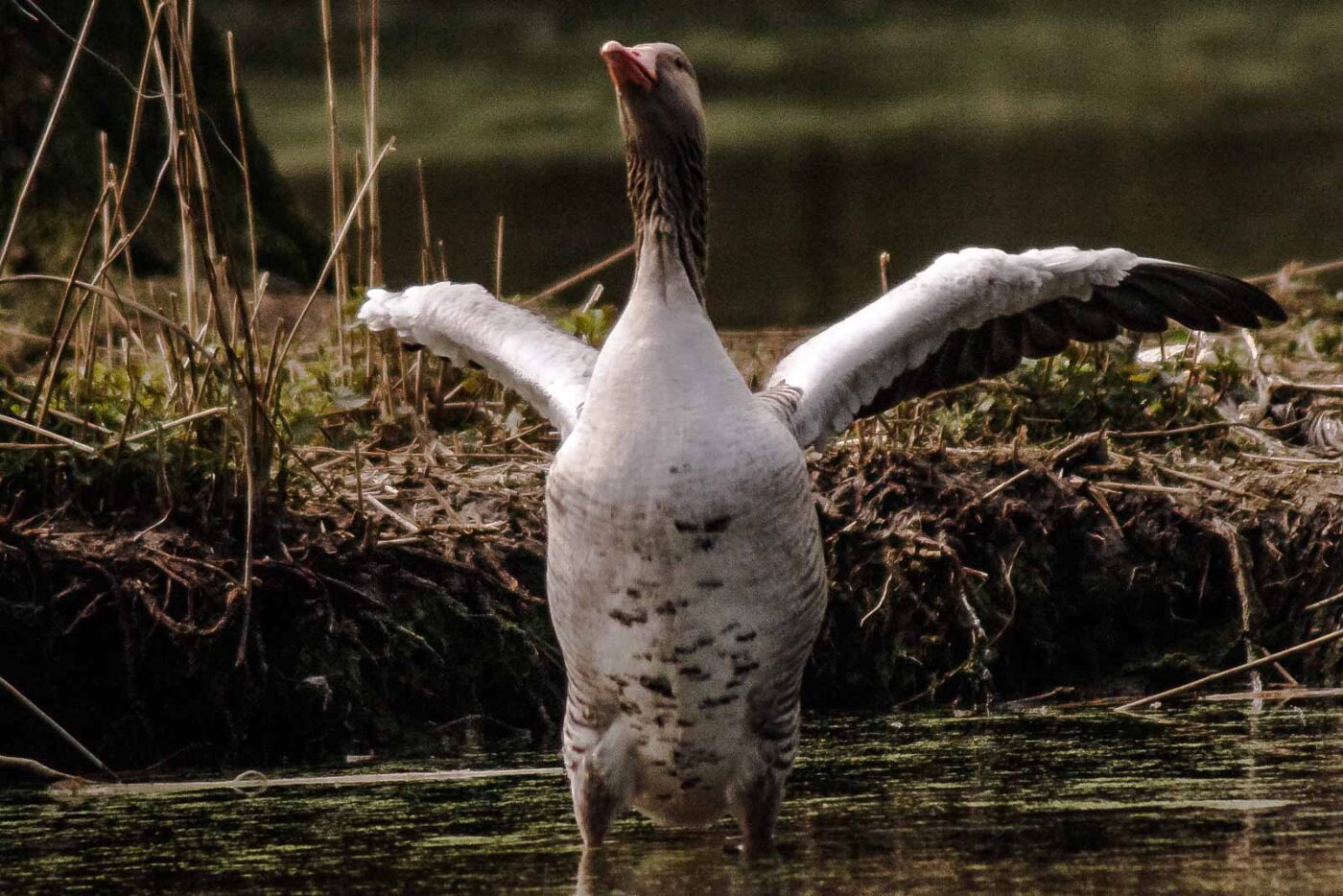 2016-04-02 - Burg Vischering -