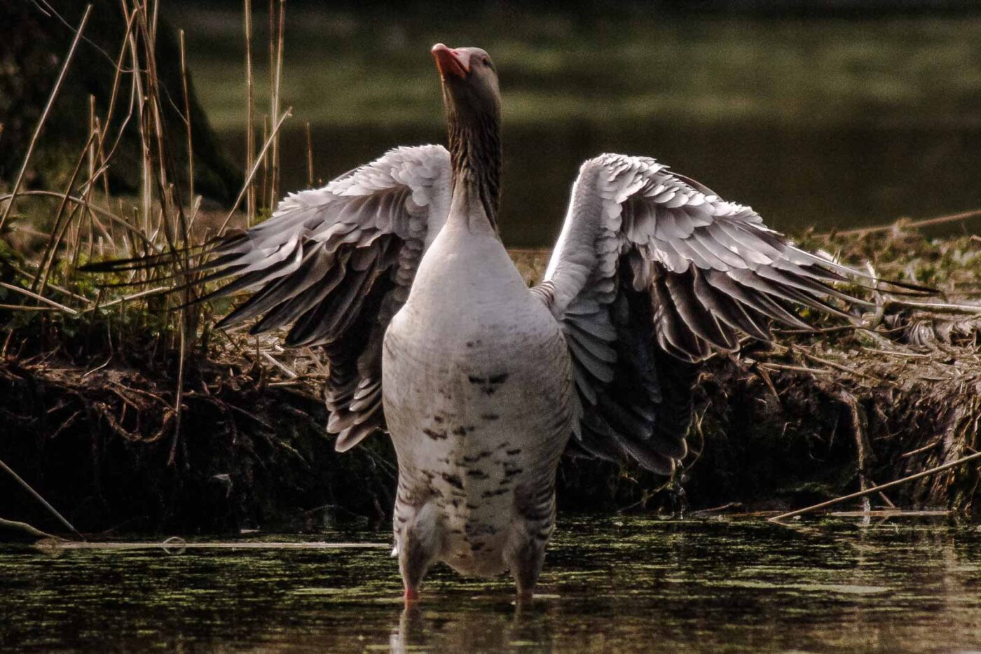 2016-04-02 - Burg Vischering -