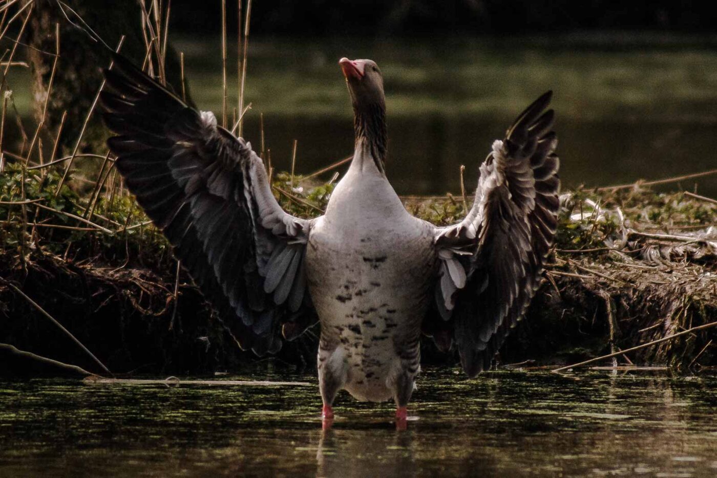 2016-04-02 - Burg Vischering -