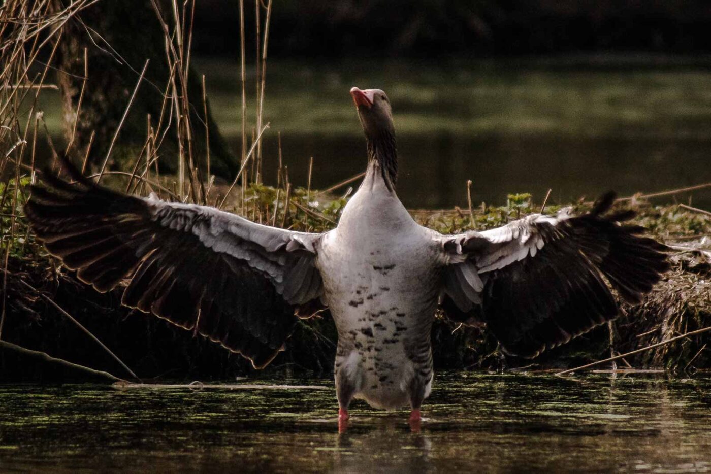 2016-04-02 - Burg Vischering -