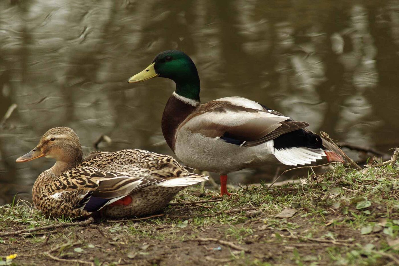 2016-04-02 - Burg Vischering -