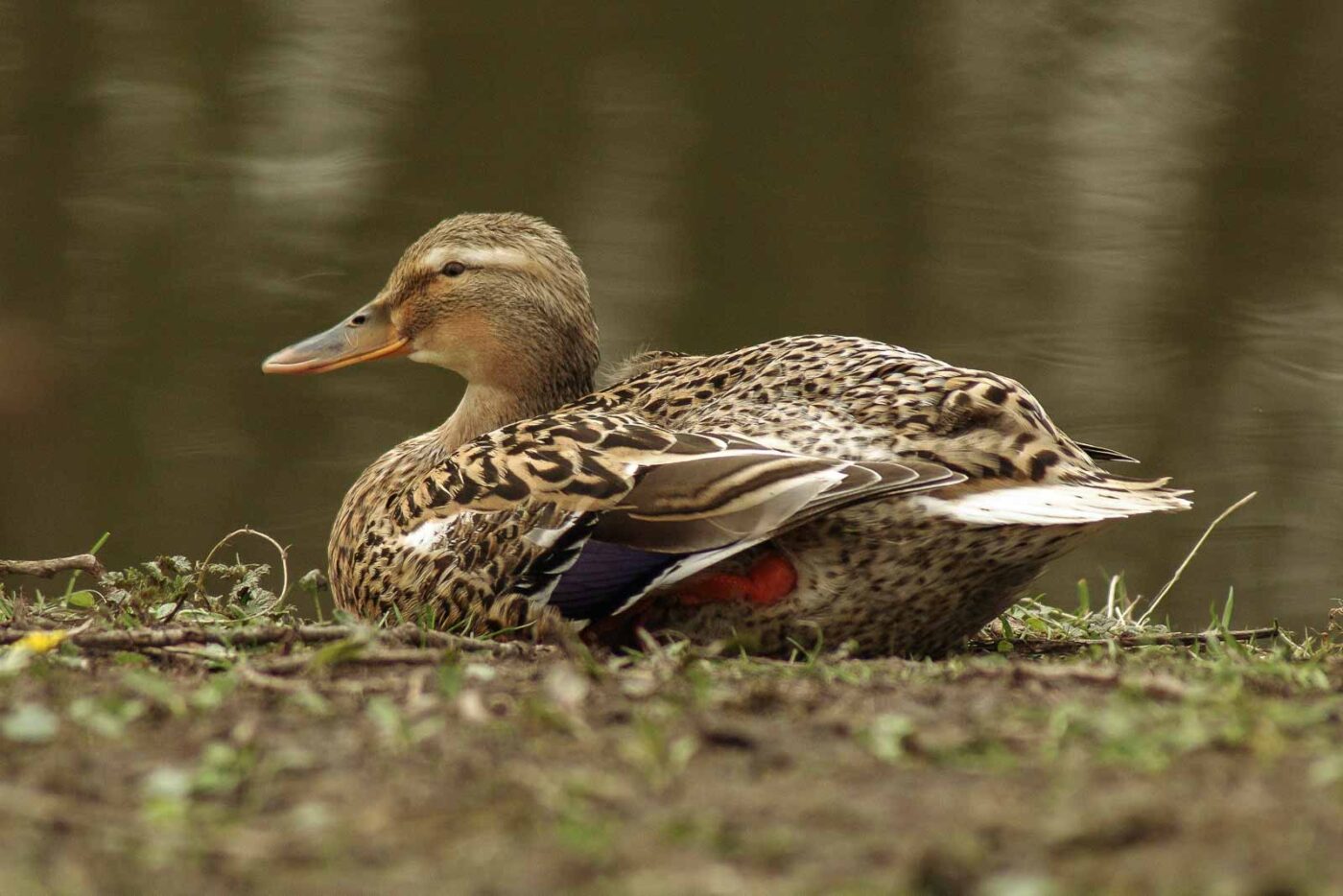 2016-04-02 - Burg Vischering -