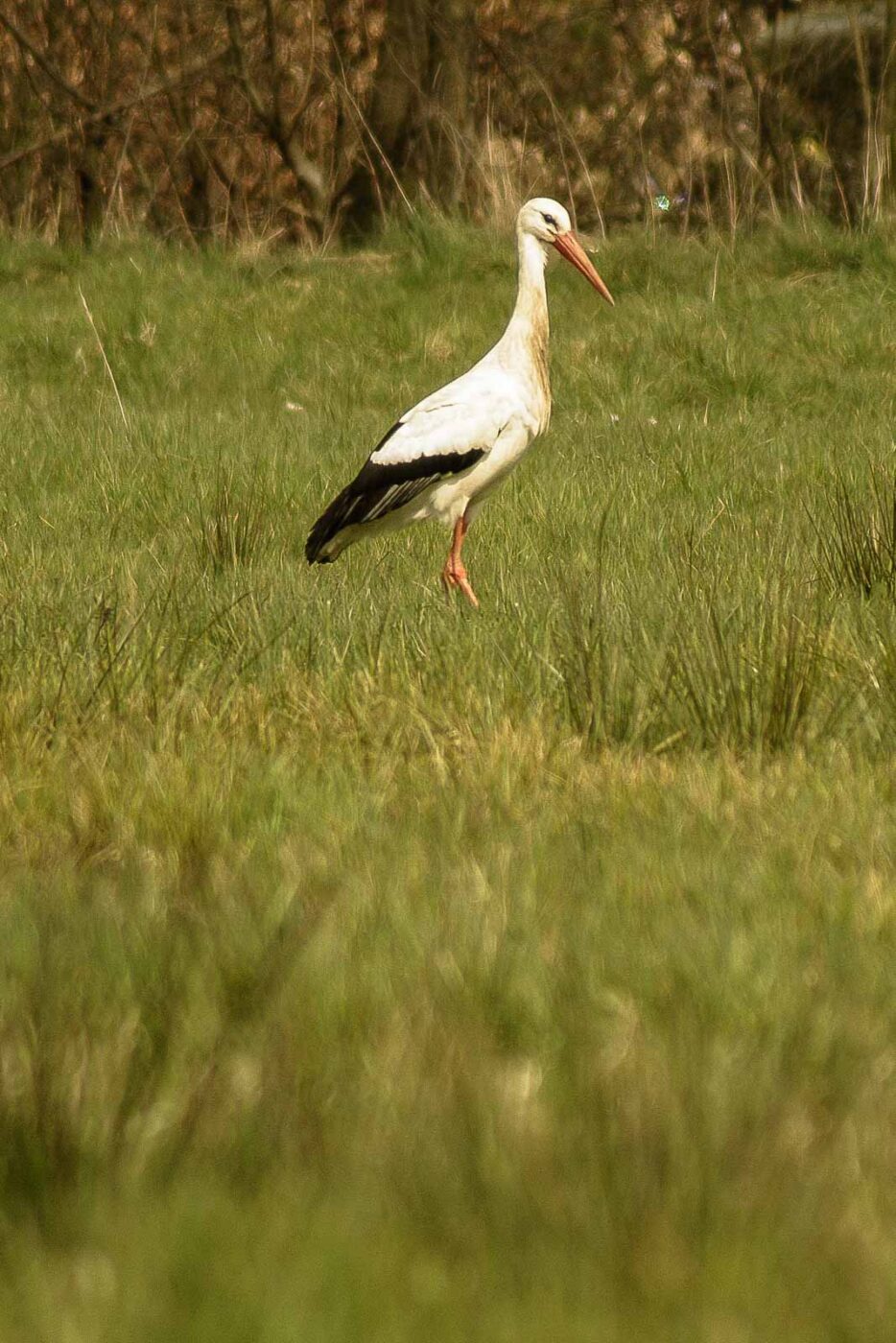 2016-04-02 - Burg Vischering -