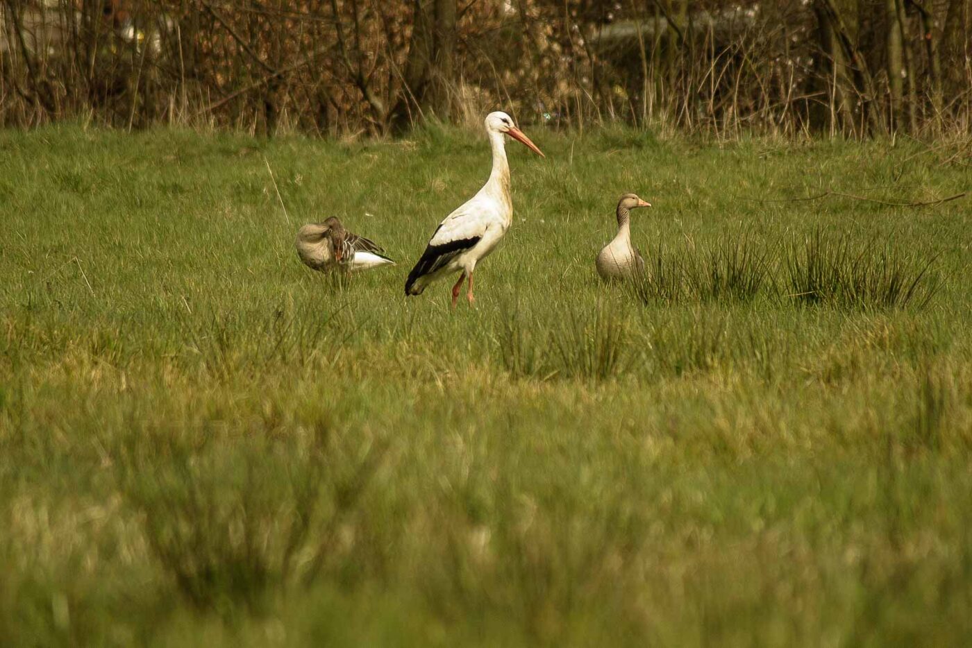 2016-04-02 - Burg Vischering -