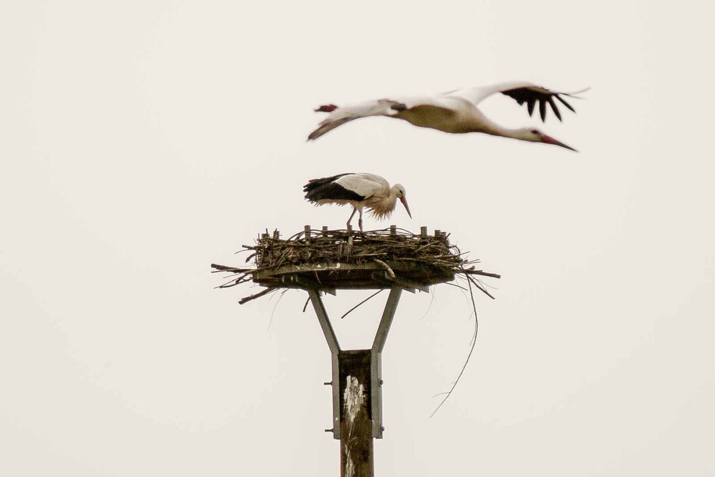 2016-04-02 - Burg Vischering -