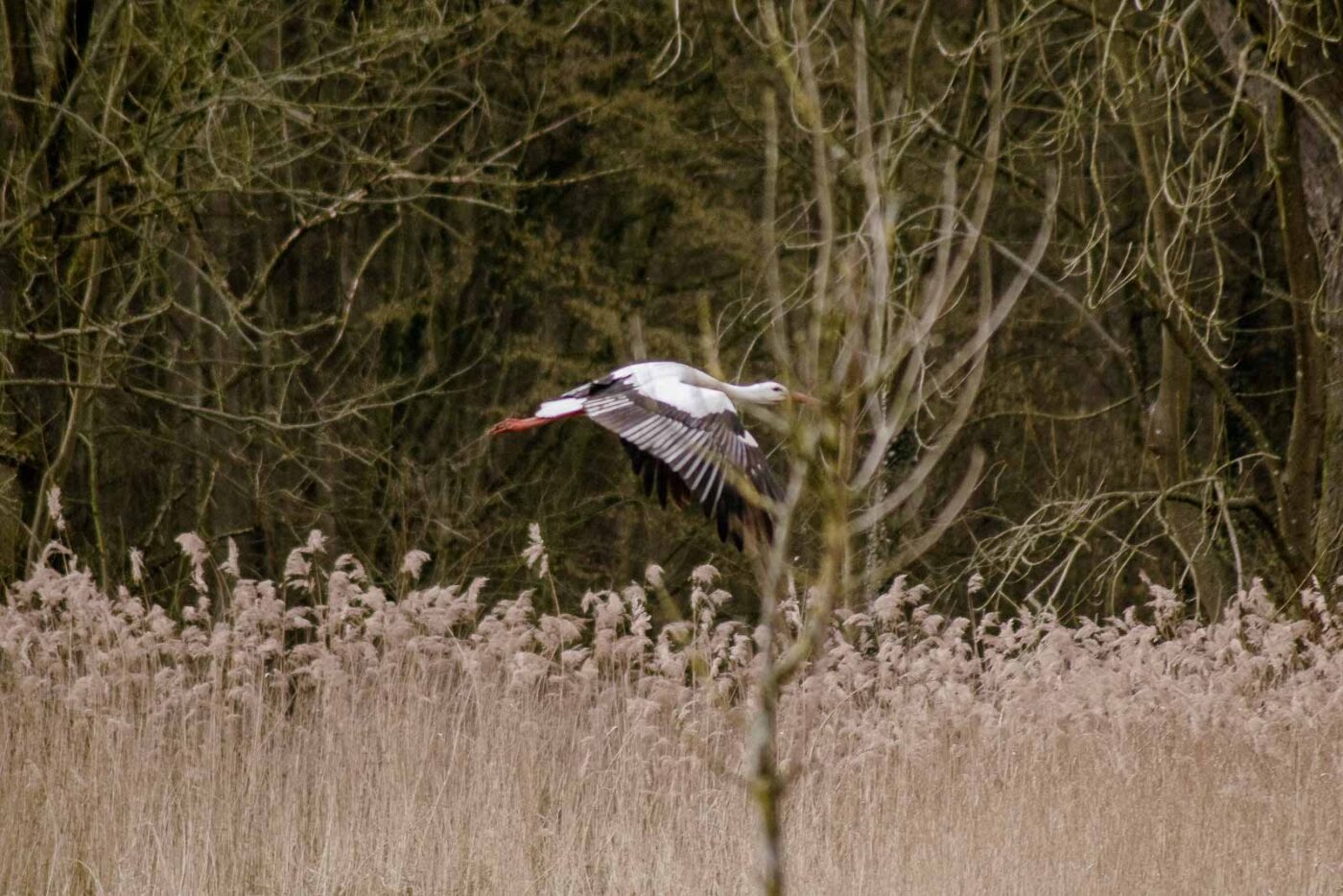 2016-04-02 - Burg Vischering -
