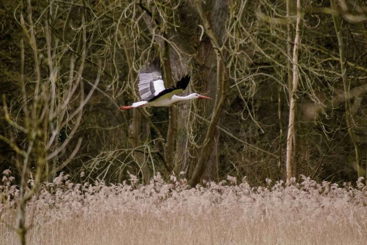 2016-04-02 - Burg Vischering -