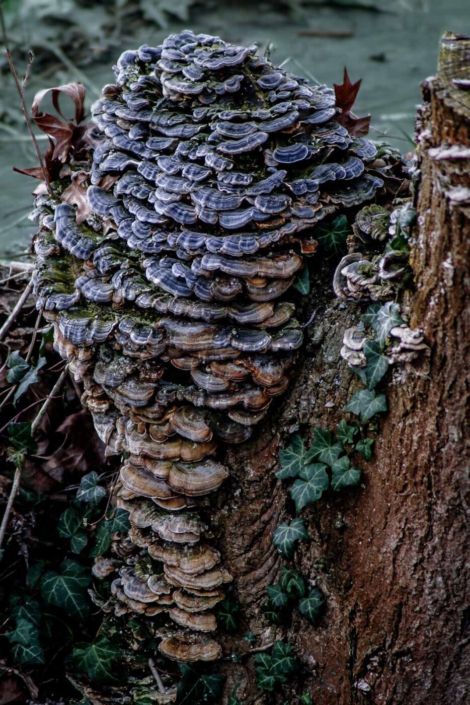 2016-04-02 - Burg Vischering -